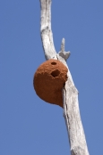 tree-termite-mound;arboreal-termite-mound