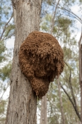 Termites and Termite Mounds