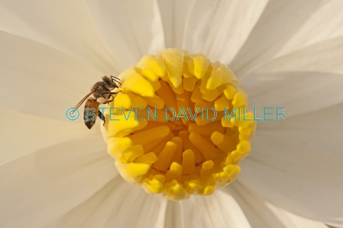 honey bee picture;honey bee;honey bee on flower;honey bee on lotus lily;apis mellifera;honey bee gathering pollen;honey bee with pollen;lotus lily with honey bee;bee;lotus lily;naples botanical gardens;southwest florida