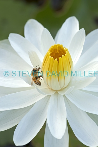 honey bee picture;honey bee;honey bee on flower;honey bee on lotus lily;apis mellifera;honey bee gathering pollen;honey bee with pollen;lotus lily with honey bee;bee;lotus lily;naples botanical gardens;southwest florida