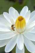 honey-bee-picture;honey-bee;honey-bee-on-flower;honey-bee-on-lotus-lily;apis-mellifera;honey-bee-gat