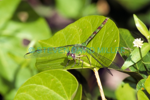green clearwing dragonfly;clearwing dragonfly;dragonfly;green dragonfrly;dragonfly on leaf;long key state park;florida state park;mangrove habitat;florida keys;florida dragonfly