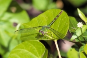 green-clearwing-dragonfly;clearwing-dragonfly;dragonfly;green-dragonfrly;dragonfly-on-leaf;long-key-
