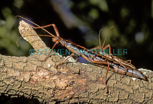 giant stick insect;stick insect;sticks insects mating;insects mating;megaphasma dentricus;florida stick insect