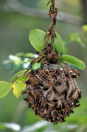 paper wasp picture;paper wasp;paper wasps;colony of paper wasps;polistes spp;wasp colony;wasp nest;wasps' nest;florida paper wasp;corkscrew swamp sanctuary;florida wasps;florida bugs;florida insects;florida flying insects