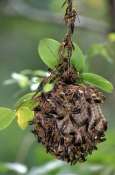 paper-wasp-picture;paper-wasp;paper-wasps;colony-of-paper-wasps;polistes-spp;wasp-colony;wasp-nest;w