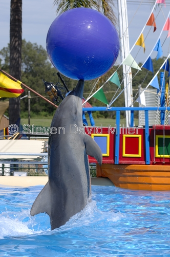 pet porpoise pool picture;pet porpoise pool;dolphin marine magic;coffs harbour;new south wales;common bottlenose dolphin performing;tursiops truncates;captive dolphin;rescued dolphin;dolphin in captivity;steven david miller;natural wanders