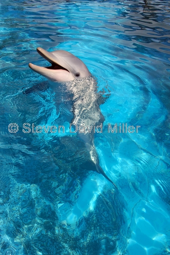 pet porpoise pool picture;pet porpoise pool;dolphin marine magic;coffs harbour;new south wales;common bottlenose dolphin performing;tursiops truncates;captive dolphin;rescued dolphin;dolphin in captivity;steven david miller;natural wanders