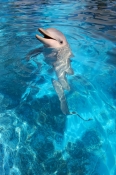 pet-porpoise-pool-picture;pet-porpoise-pool;dolphin-marine-magic;coffs-harbour;new-south-wales;commo