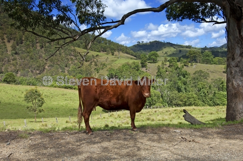 rural gloucester;rural new england;rural new south wales;cow in field;new south wales grazing area;gloucester grazing area;new england grazing area;cow;gloucester scenery;new england scenery;new south wales scenery;steven david miller;natural wanders