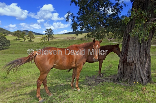 rural gloucester;rural new england;rural new south wales;horse in field;new south wales grazing area;gloucester grazing area;new england grazing area;horse;gloucester scenery;new england scenery;new south wales scenery;steven david miller;natural wanders