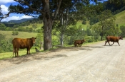 rural-gloucester;rural-new-england;rural-new-south-wales;cow-in-field;new-south-wales-grazing-area;g