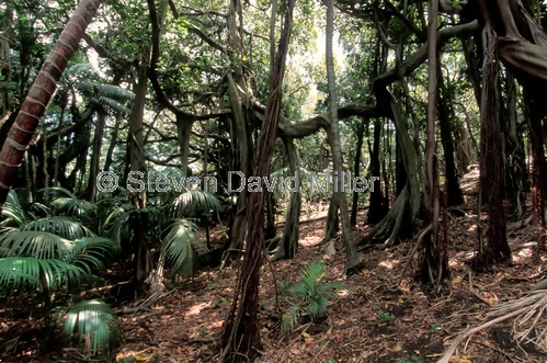 lord howe island picture;lord howe island;valley of the shadows;ficus tree;banyan tree;steven david miller;natural wanders