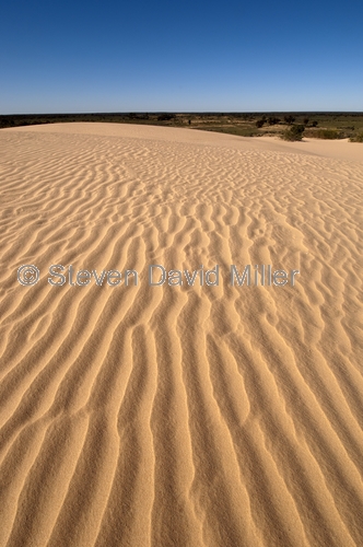 mungo national park picture;mungo national park;walls of china;sand dunes;new south wales outback;australian national park;new south wales national park;steven david miller;natural wanders