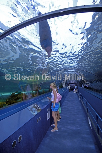 sydney aquarium;darling harbour;sydney;sydney tourist attractions;oceanarium;steven david miller;natural wanders