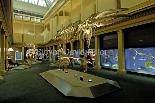australian museum;sydney museum;sydney natural history museum;museum;skeletons;sydney tourist attractions;steven david miller;natural wanders