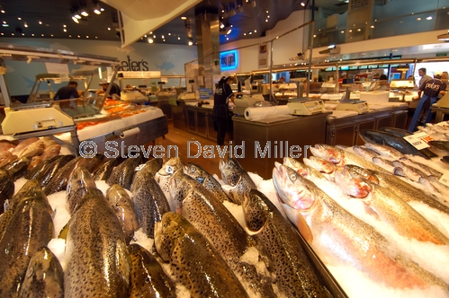 sydney;sydney tourist attractions;sydney fish market;fish market;fish;steven david miller;natural wanders