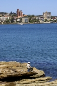 manly;manly-cove;sydney;sydney-harbour;sydney-harbor;sydney-tourist-attractions;man-fishing;fishing;