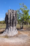cathedral-termite-mound-picture;cathedral-termite-mounds;termite-mound;termite-mounds;nasutitermes-t