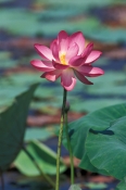 fogg-dam;fogg-dam-conservation-reserve;northern-territory-wetland;arnhem-hwy;water-lily;lotus-flower