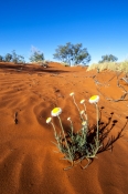 simpson-desert;central-australia;northern-territory;desert;australian-desert;paper-daisy;outback;red