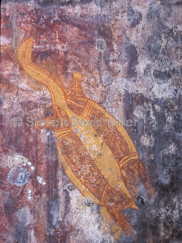 nanguluwur;kakadu;kadadu national park;kakadu rock art;northern territory;northern territory national park;aboriginal rock art;australian rock art;rock art;x-ray rock art;xray rock art;turtle rock art