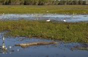 estuarine-crocodile;south-alligator-river-floodplain;south-alligator-river;yellow-waters;kakadu-nati