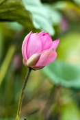 lotus-flower;lotus-waterlily;nymphaea-violacea;corroboree-billabong;corroboree-billabong-cruise;mary