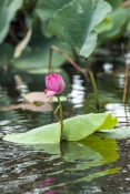 lotus-flower;lotus-waterlily;nymphaea-violacea;corroboree-billabong;corroboree-billabong-cruise;mary