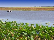 mary-river-national-park;mary-river;shady-camp;mary-river-wetland;northern-territory-wetland;wetland