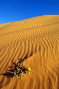 big-red;simpson-desert;simpson-desert-crossing;central-australia;birdsville;simpson-desert-sand-hill