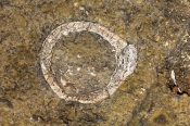 riversleigh-D-fossil-site;world-heritage-site;boodjamulla-national-park;lawn-hill;fossils;queensland