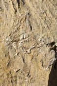 riversleigh-D-fossil-site;world-heritage-site;boodjamulla-national-park;lawn-hill;fossils;queensland