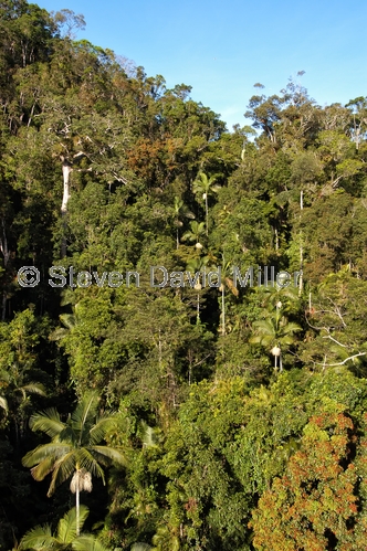 skyrail;skyrail rainforest cableway;barron gorge;barron gorge national park;cairns;queensland;far north queensland;rainforest canopy;tropical rainforest canopy