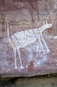 quinkan-aboriginal-rock-art;wallaroo-rock-art-shelter;rock-art-shelter;jowalbinna-rock-art-safari-ca