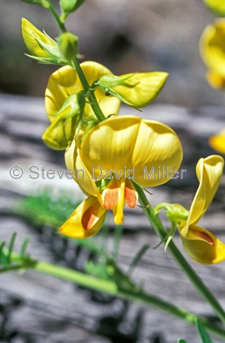 smooth darling pea;yellow smooth darling pea;swainsona galegifolia;family fabaceae;carnarvon national park;queensland national park