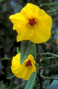 native-rosella;native-hibiscus;native-rosella-yellow-form;yellow-form-native-rosella;hibiscus-hetero