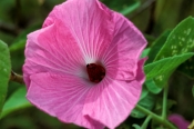 native-rosella;native-hibiscus;native-rosella-pink-form;pink-form-native-rosella;hibiscus-heterophyl
