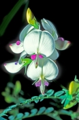 smooth-darling-pea;white-smooth-darling-pea;swainsona-galegifolia;family-fabaceae;carnarvon-national
