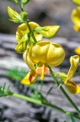 smooth-darling-pea;yellow-smooth-darling-pea;swainsona-galegifolia;family-fabaceae;carnarvon-nationa