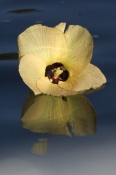native-hibiscus;native-rosella;flower-floating-on-water;daintree;daintree-river;north-queensland;far