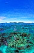 michaelmas-cay;over-under-picture;great-barrier-reef;coral-cay;coral-bed;diver;over-under-barrier-re