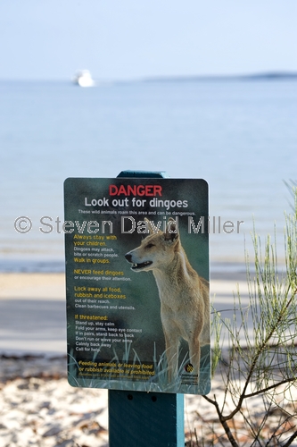 fraser island;fraser island dingo;dingo;fraser island dingo sign;dingo warning sign;great sandy national park;queensland national park;australian national park;fraser island national park