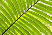 picabeen-palm;bangalow-palm;archontophoenix-cunninghamiana;rainforest-palm;fraser-island-rainforest;