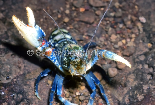 lamington freshwater crayfish picture;lamington freshwater crayfish;lamington crayfish;freshwater crayfish;colourful crayfish;colorful crayfish;blue crayfish;lamington national park;springbook national park;green mountains;binna burra;australian freshwater crayfish