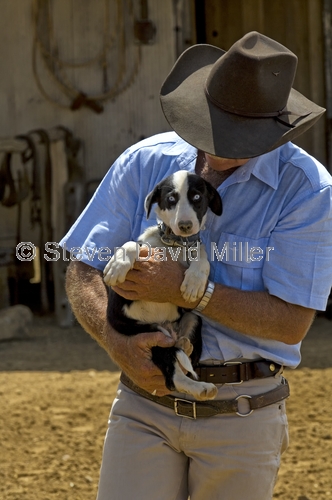 australian stockman's hall of fame;stockmans hall of fame;stockman's hall of fame;longreach;outback heritage centre;rmwilliams outback stockmans show;border collie puppy;border collie;longreach museum