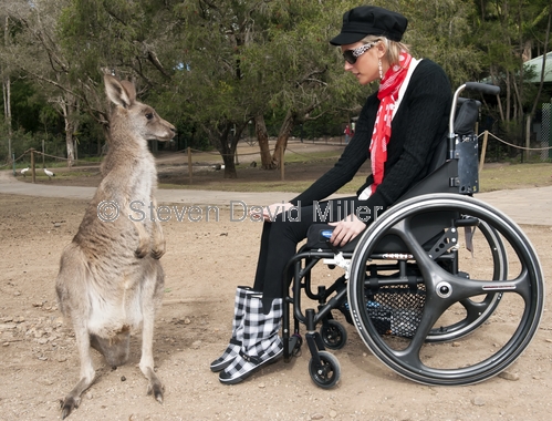 feeding a kangaroo;woman feeding a kangaroo;woman in a wheelchair;currumbin sanctuary;kangaroo at currumbin sanctuary