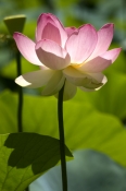 lily-pond;Adelaide;Adelaide-Botanical-Gardens;water-lily;lotus-flower;sacred-lotus;nelumbo-nucifera