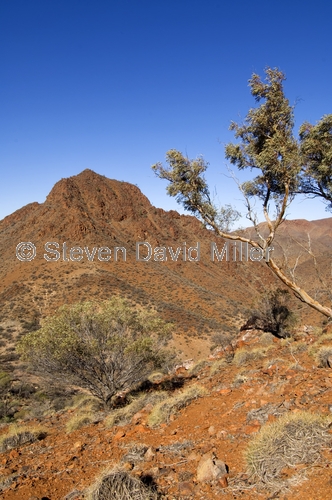 arkaroola;gammon ranges;northern flinders ranges;arkaroola wilderness sanctuary;south australia;outback;south australia outback
