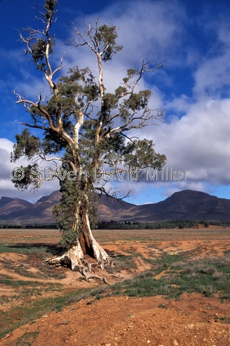 flinders ranges;cazneauxs tree;cazneaux's tree;south australian national park;australian national park;outback;south australia outback;flinders ranges national park;wilpena pound